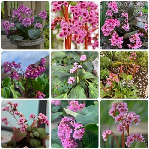 Semi di Bergenia, Le da giardino sono Bergenia cordifolia, semi di d'appartamento giardino 100pcs