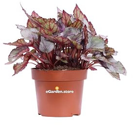 pianta di Begonia Beleaf pianta di begonia da interno pianta da appartamento ornamentale con foglie colorate pianta vera di begonia venduta da eGarden.store (Begonia Beleaf Mahori Haze)