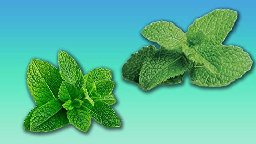 Lot de 500 graines Special Menthe de differente sorte Menthe verte - Menthe Poivrée 2 x 250 graines potager…