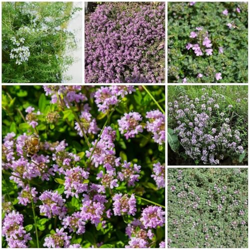 timo juntos - semillas de prado de semillas jardín Tomillo rastrero cubresuelo silvestres 2000pcs