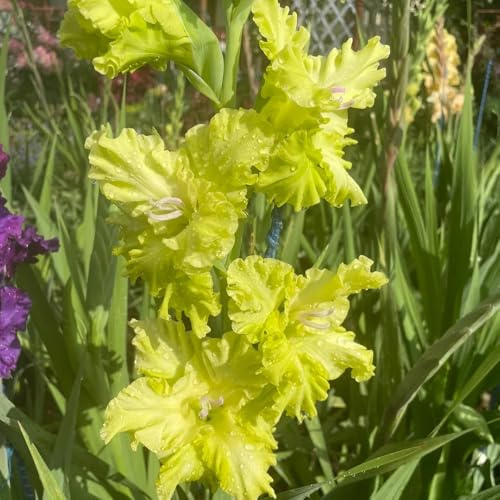 bulbi gladioli da giardino resistenti riverdimento tetti interni gladioli da giardino balcone letti elevati balcone 8pcs