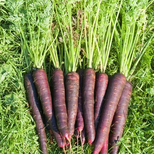 semillas de zanahoria orgánicas, bancales elevados para jardín balcón, exóticas 500pcs
