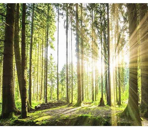 decomonkey Fototapete Wald 350x256 cm Tapete Wandbild Bild Fototapeten Tapeten Wandtapete Landschaft Baum Natur