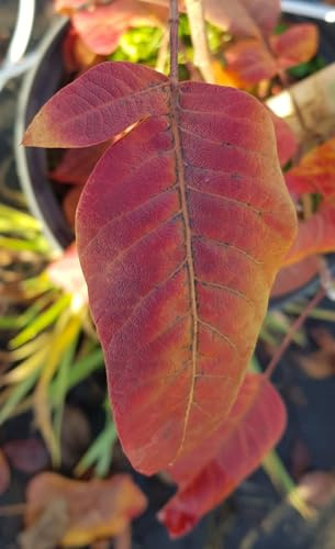 Pistacia terebinthus (De semis) / Pistachier térébinthe/Conteneur de 5 à 6 litres/Fruitier