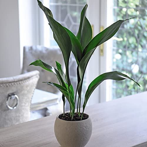 Suttons Aspidistra (Cast Iron) Elatior Indoor Tender Perennial Houseplant Easy Grow Low Maintenance Potted Ideal for Home or Office 12cm Pot
