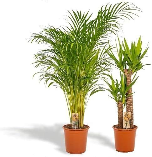 Duo Palmera Grandes | Palma Areca (Dypsis Lutescens) & Yuca (Yucca Elegans) | Altura +100cm