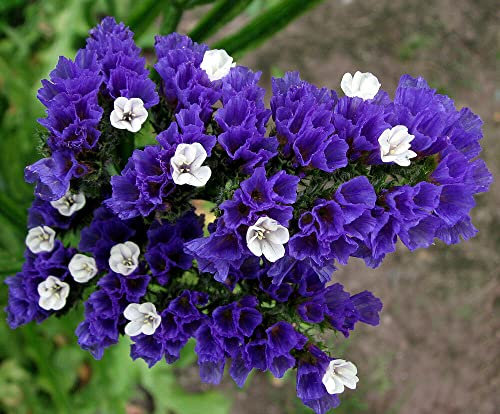 Statice Blue Sea Lavender - 100 Seeds + Plant tag + Freebie - Limonium sinuatum