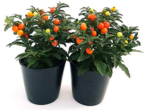POWERS TO FLOWERS - SOLANUM PSEUDOCAPSICUM, CILIEGIO DI GERUSALEMME 2 PIANTE, Piante vere