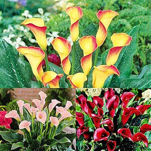 Calla-Lilienzwiebeln, DraußEn, Winterharte Stauden,TöPfe,Schnittblumen,Blumenzwiebeln,Calla Lily Plant Calla Lily,Calla Pflanze Knolle,Calla Winterhart-2zwiebeln -E