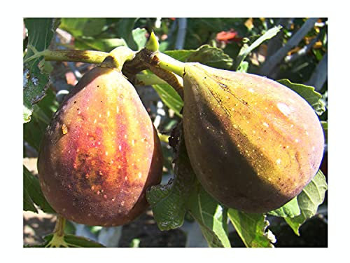 Rare, self Fertile, Brunswick Fig, FICUS CARICA 'Brunswick', Yellow-red fleshed Fruits, Cold Tolerant, 20cm Tall Plant in a 9cm Pot