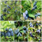 150 pz Semi di mirtillo siberiano - honeyberry - Piante da balcone perenni resistenti, semi regalo (Lonicera caerulea) alberi da frutto colonnari, pianta Piante rustiche, semi di antiche