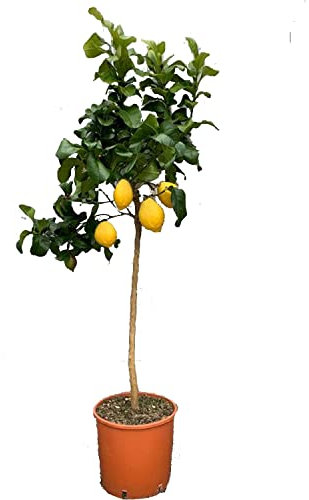 SAVINI VIVAI Plante de citron Arbre d'agrumes Carrubaro Citron à arbre en pot de 24 cm hauteur 90-110 cm 3-4 ans de greffe Made Italy