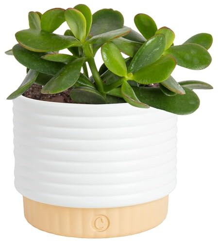 Costa Farms Jade Live Plant in Decorative Pot, Succulent Indoor Houseplant, Perfect for Home, Room, or Office Decor, Great House Warming or Birthday Gift, 4-6 Inches Tall