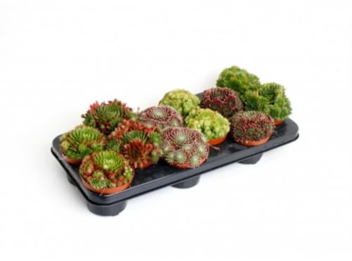 Pack de 18 plantas Sempervivum, 10 cm. Mix variado. Siempreviva. Roseta de piedra. Sombra de roca. Planta suculenta de rosetas compactas, resistente y fácil de cuidar. Segura Garden.
