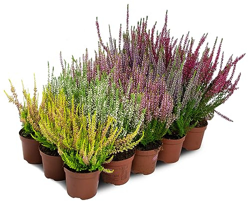 Bruyère Calluna Vulgaris Plante en pot / conteneur – Résistant au froid – Mélange de couleurs (15 pièces/5 couleurs)