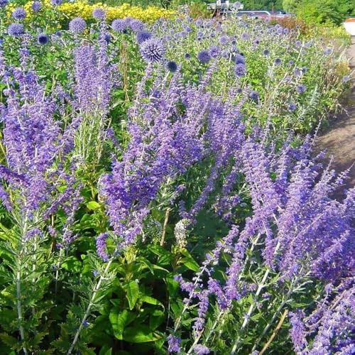 Semillas de salvia rusa - de primavera jardín elevado verano mariposa orgánico interior Decoraciones jardín exteriores 450pcs