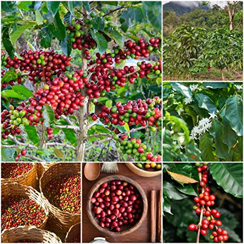 50 Stück bohnen kaffee pflanzen samen kaffeebohnen kaffebohnen coffee kaffeepflanze - Seltene Pflanzenserie - bonsai kaufen pflanzen geschenk baumsamen steingartenpflanzen winterhart balkonkästen