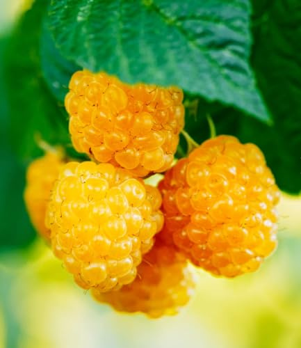 Anne Raspberry Plant – Live Yellow Raspberry Bush in 3x 6 Pot, High-Yield, Sweet & Juicy Golden Berries, Ideal for Home Gardens, Easy to Grow – Prized Prunus Rubus Cultivar