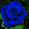 Saterkali Semillas de rosas, 50 piezas/bolsa Semillas de rosas Plántulas de flores rústicas azules multiusos naturales para jardín azul medianoche semilla de rosa