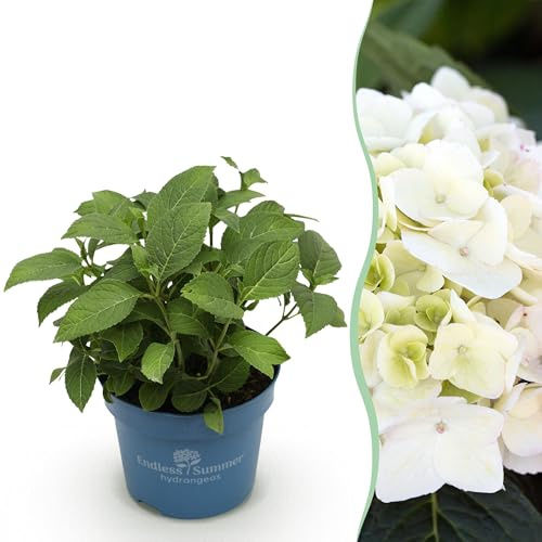 Ortensia Endles Estate La Sposa - Ortensia - Difficile da coltivare - Bianco - 20-25cm - Ø14cm - Pianta da giardino