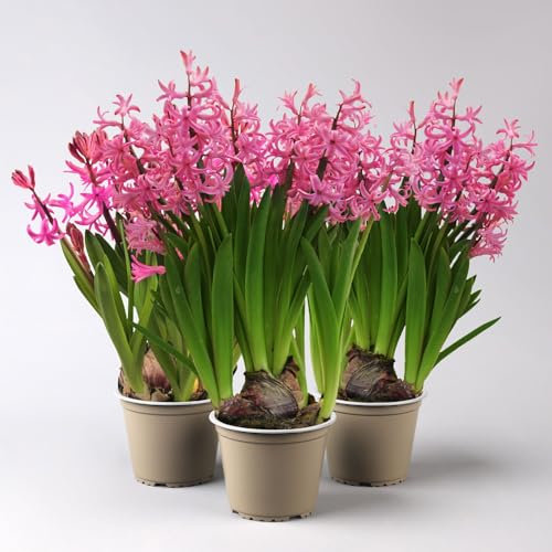 Hyazinthe, rosa, vorgetrieben, mehrblütig, Topf-Ø 14 cm, 3 Pflanzen