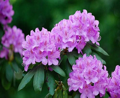Graines de fleurs de rhododendron 100 pièces violet