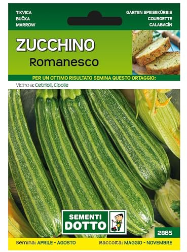 Sicignano | Semi Zucchino Romanesco - Pianta a Cespo Ramificato, Frutti Lunghi e Costati, Busta Extra - 1 Confezione da 4.2g, Raccolta Estate-Autunno