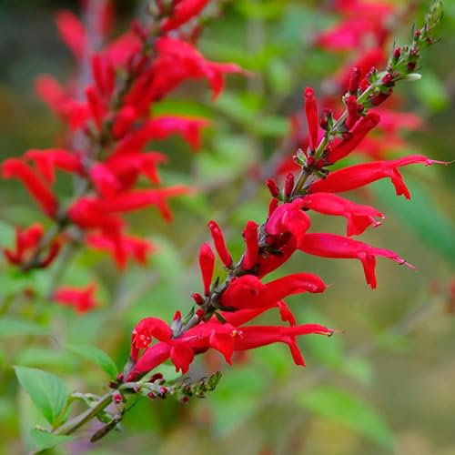 100 Graines de Sauge Rouge écarlate (Salvia coccinea scarlet) vivace