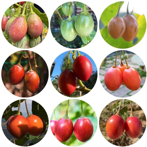 semi di pomodoro tamarillo, resistenti balcone aiuola rialzata giardino, perenni esterno 50pcs