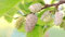 Gelso albero da frutta di 3 anni 140 cm vaso 22 foto reale Vivaio Annese (bianco)