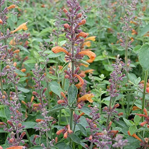 Agastache Seeds 'Apricot Sprite' Hummingbird Mint Orange Blooms Fragrant Foliage Half-Hardy Perennial Easy to Grow Your Own Outdoor Garden Flower Plants (Approx. 30 Seeds) by Thompson and Morgan