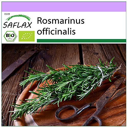 SAFLAX - BIO - Romarin - 40 graines - Rosmarinus officinalis