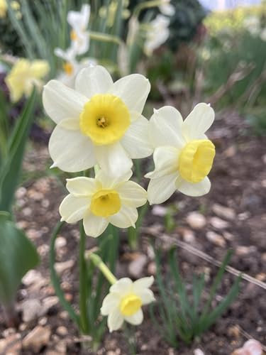 20 Bulbs of Dwarf Daffodil/Narcissus tazetta (Minnow) Includes Postage