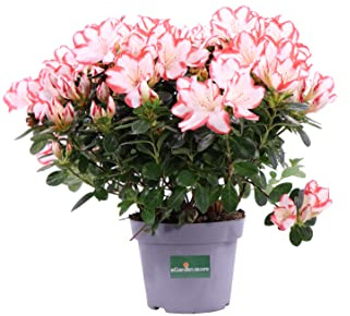 Pianta vera di Azalea Japonica da fiore vari colori pianta fiorita ornamentale da arredo esterno o interno venduta da eGarden.store (Rosa Bicolor)