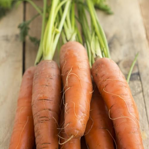 PREMIER SEEDS DIRECT - Eskimo F1 Carrot Seeds, Approx 400 Seeds