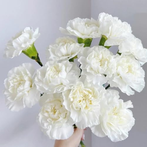 semi di garofano, giardino resistenti di decorazione del soggiorno 80pcs