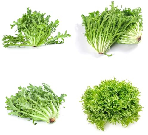 semi di indivia semi di per da appartamento balcone indivie da orto aromatiche giardino Coltivazione rampicanti rare varietà antichi giardino 200semi