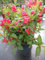 Weigela florida All Summer Red ® - Weigelie All Summer Red ® 30-40