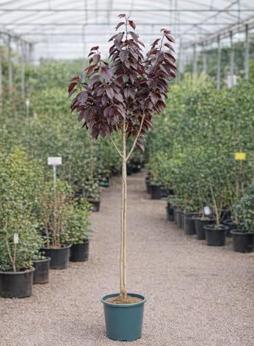 Cerezo Japonés Royal Burgundy (Prunus serrulata) 10L – Árbol Ornamental de Hojas Púrpura y Flores Rosa