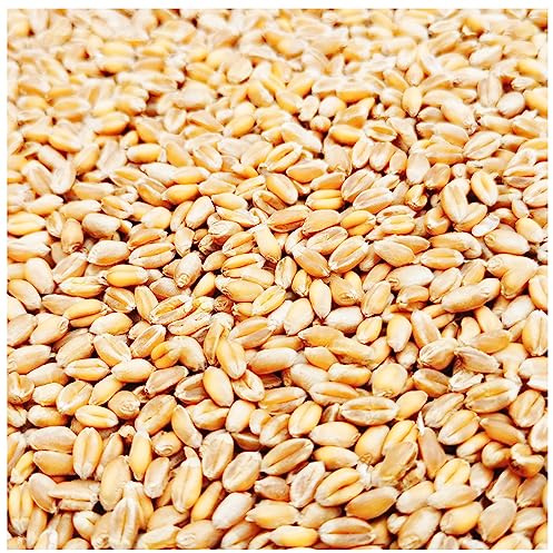 Petigi Grain Graines de Blé Aliments pour Animaux Poulet Volaille