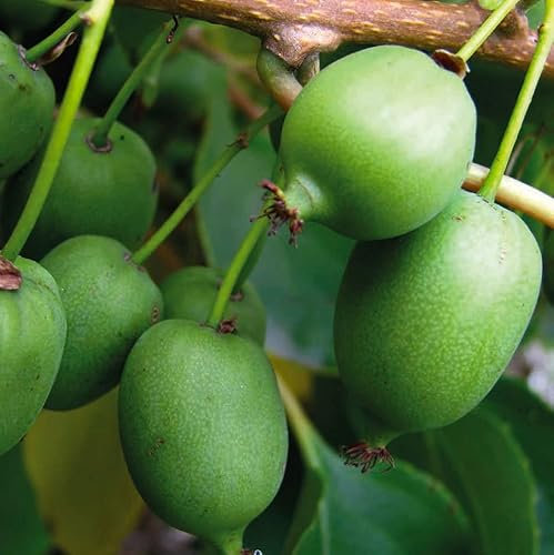 Actinidia Kokuwa Zwitter 1L - Plante de Jardin, Arbres fruitiers - la Décoration Parfaite pour Votre Propriété - Pour les Débutants et les Jardiniers Professionnels