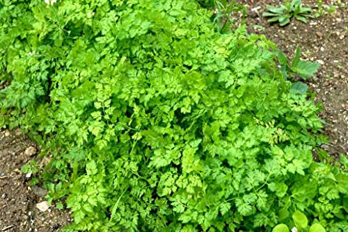 250 Graines de Cerfeuil Commun 'Anthriscus cerfolium' Kerbelsamen