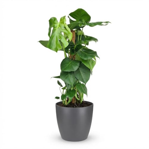 Pianta del foro - Monstera Deliciosa muschio rampicante - Verde - Bassa manutenzione - con Potter Grey - 80-90cm - Ø19cm - Pianta d'appartamento - Sempreverde