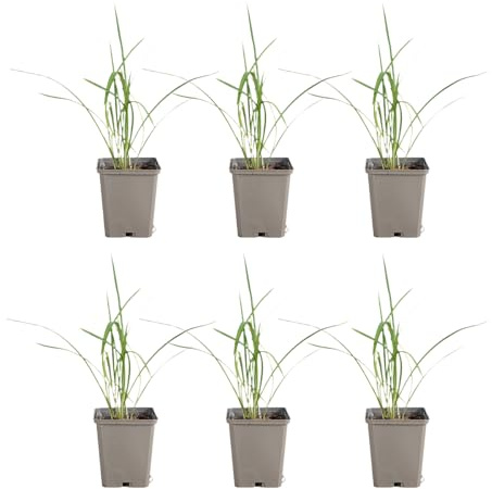 Bloomique - Juego de 6 - Hemerocallis Stella De Oro - Daylily - Plantas de jardín - Floración abundante - Resistente al invierno - Perenne - 10-20 cm de altura - Maceta de 9 cm