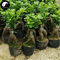 Semillas Comprar Ficus Microcarpa árbol 100 piezas Raíces de la Planta Ginseng Ficus Bonsai