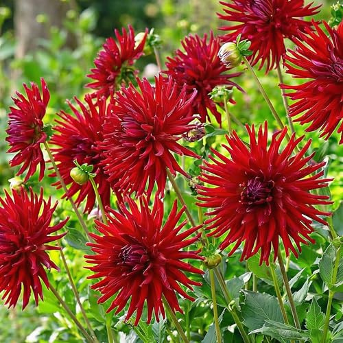Bulbi Fiori Perenni da Esterno - 5 Bulbi Dalia Rosso Cactus - Mix di grandi bulbi - Vere Grandi Piante di Dalia dall’Olanda - per giardino e vaso (non semi, non artificiali)