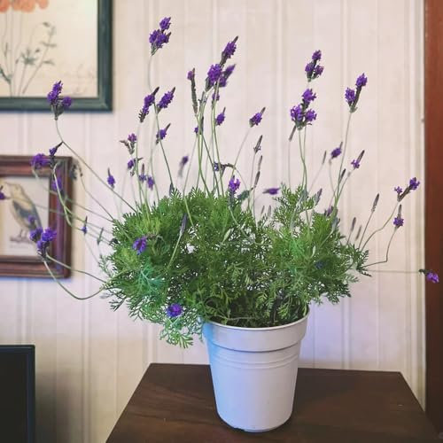 lavendel samen, lavendelsamen blumensamen saatgut minigarten pflanzensamen stauden blumen bonsai balkonpflanzen bodendecker winterhart mehrjährig gartensamen Seltene Pflanzen Serie 100pcs