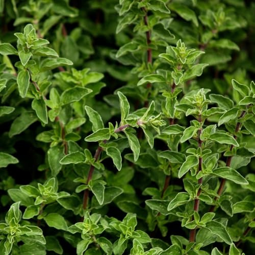 semi di maggiorana decorazione del giardino di da esterno giardino per la cucina copertura del terreno rare da in vaso letto rialzato 150pcs