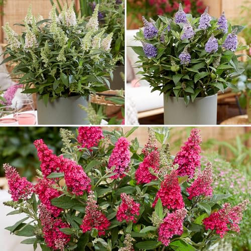YouGarden 3 x Buddleia davidii 'Butterfly Candy' Collection in 9cm Pots, Bee Friendly Plants for Garden Supplied as Established Garden Ready Plants