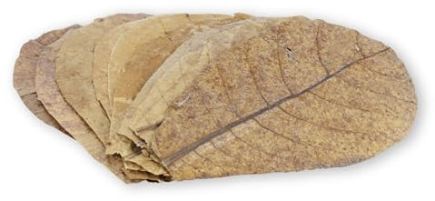 ProFlora® Seemandelbaumblätter Aquarium - Organische Catappa-Leaves als natürliche Wasseraufbereiter und wertvolle Nahrungsergänzung (XS, 12 Stück)